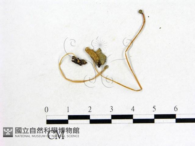 登錄號:F0008580藏品圖，第3張