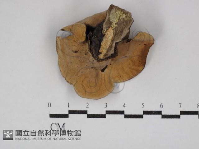 蠔韌革菌藏品圖，第3張