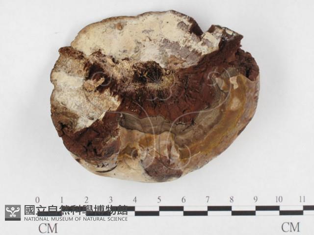 登錄號:F0026580藏品圖，第3張