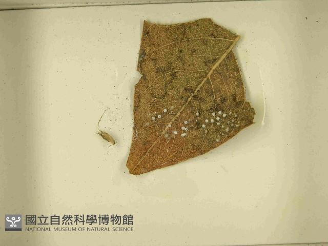登錄號:F0021580藏品圖，第3張