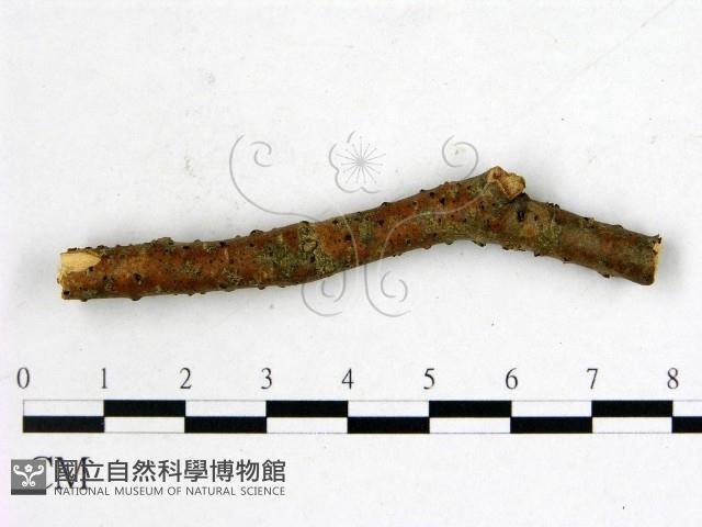 登錄號:F0011580藏品圖，第3張