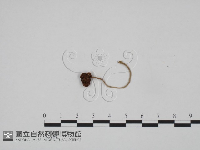 登錄號:F0024580藏品圖，第3張