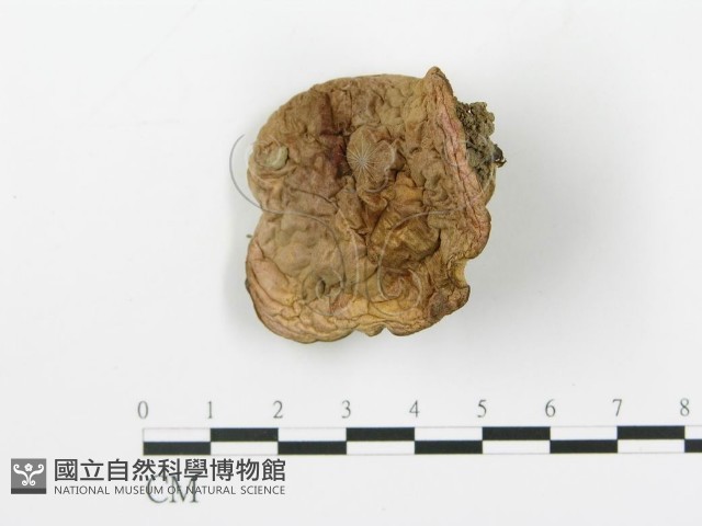 登錄號:F0014580藏品圖，第3張