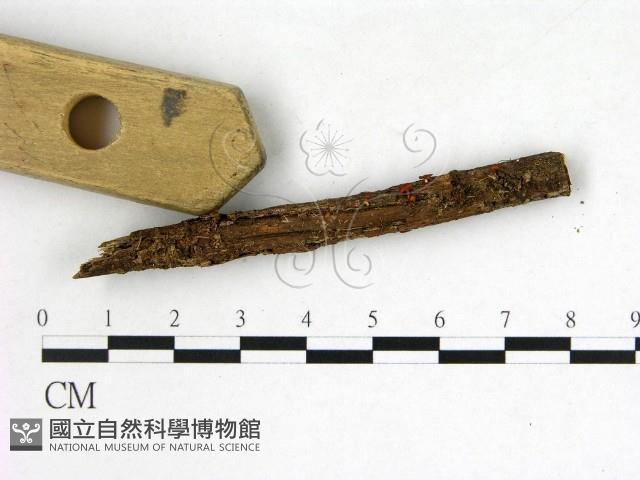 登錄號:F0022580藏品圖，第3張