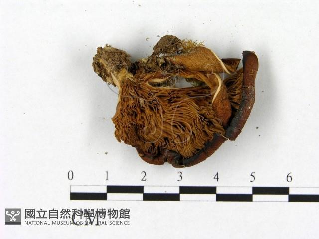 登錄號:F0012580藏品圖，第3張