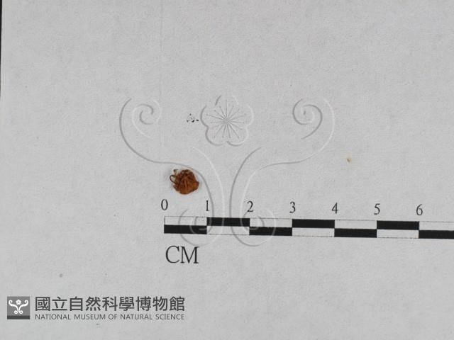 登錄號:F0015580藏品圖，第3張