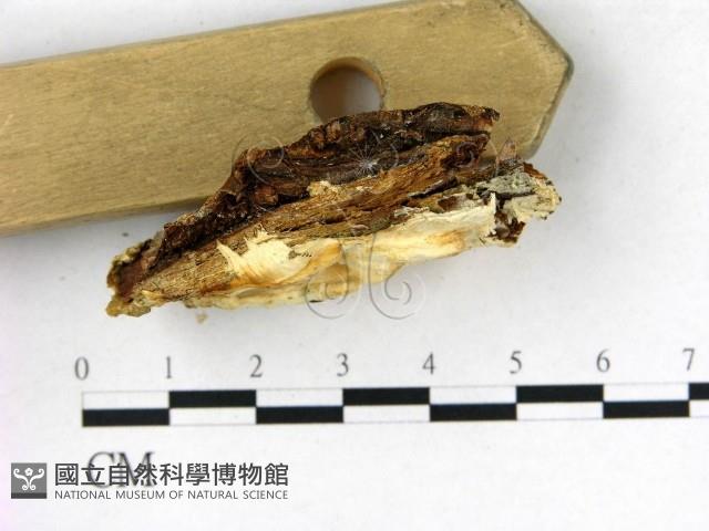 登錄號:F0009580藏品圖，第3張