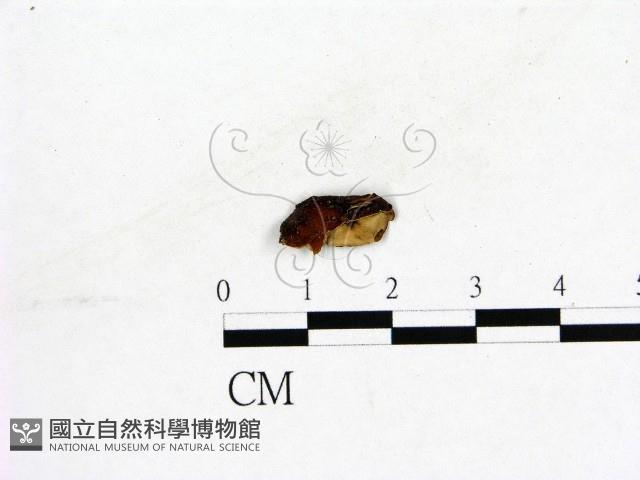 登錄號:F0019580藏品圖，第3張