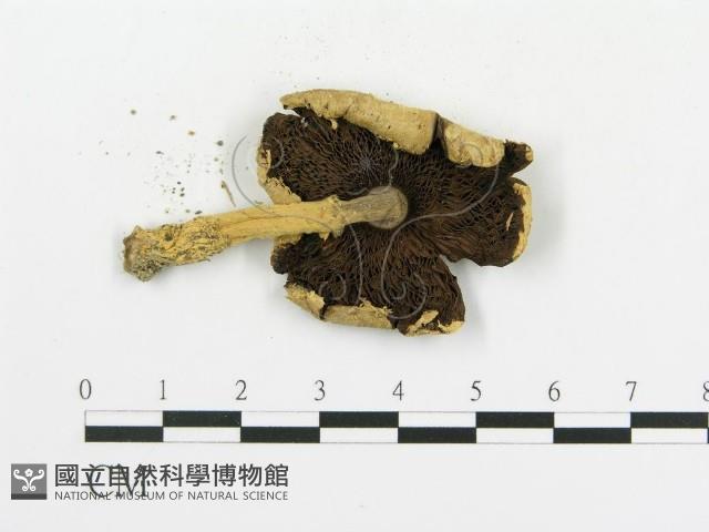 傘菌屬藏品圖，第3張