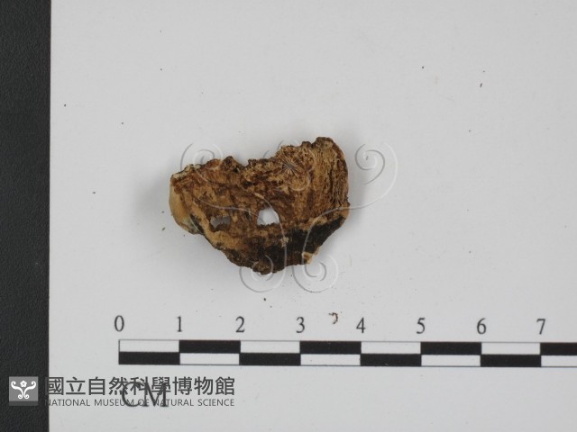登錄號:F0013580藏品圖，第3張
