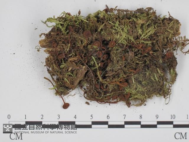 登錄號:F0008180藏品圖，第3張