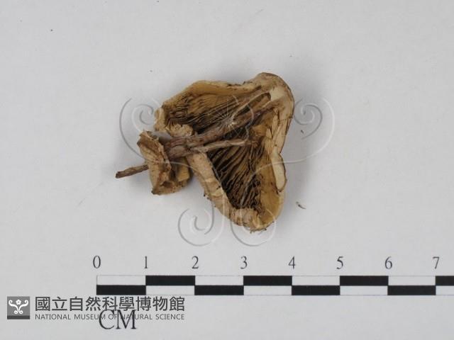 登錄號:F0020180藏品圖，第3張