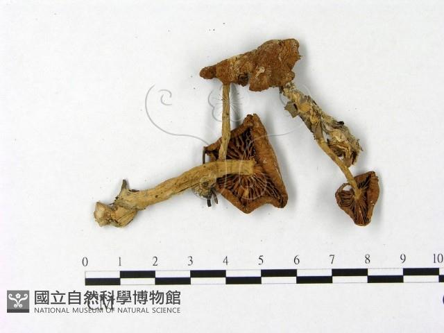 微皮傘屬藏品圖，第3張