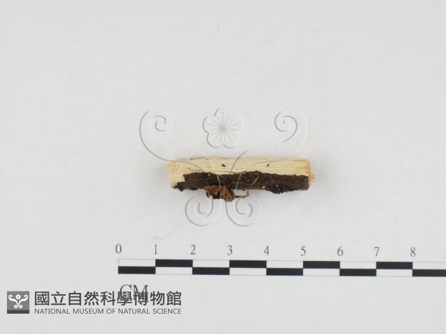 登錄號:F0024180藏品圖，第3張
