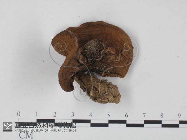 登錄號:F0002180藏品圖，第3張