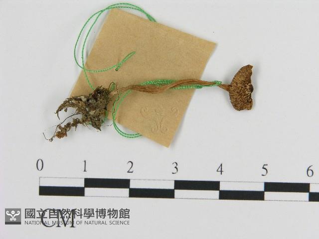 登錄號:F0017180藏品圖，第3張