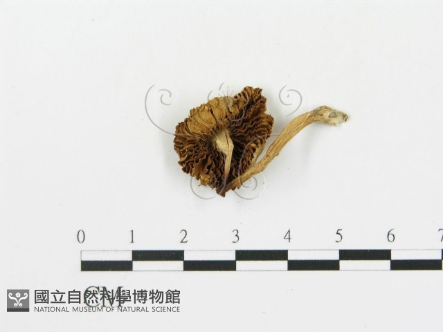 登錄號:F0005180藏品圖，第3張