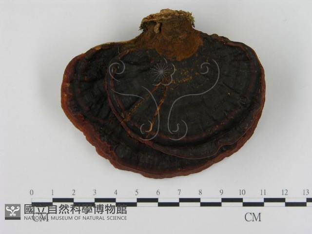 登錄號:F0015180藏品圖，第1張