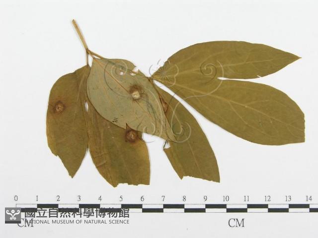 登錄號:F0019180藏品圖，第1張