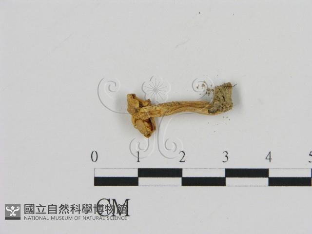 登錄號:F0013180藏品圖，第3張