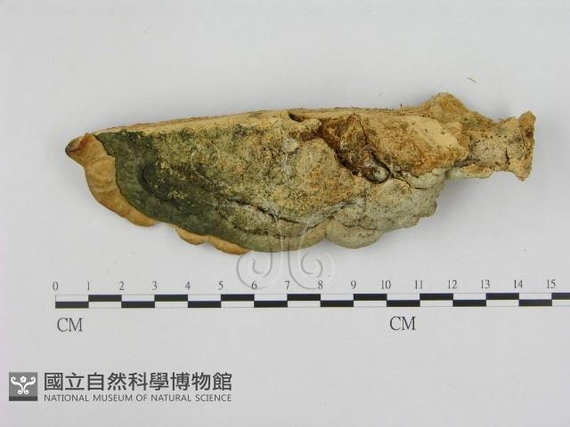 登錄號:F0008080藏品圖，第3張
