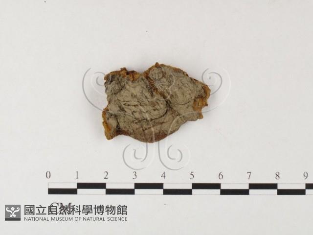 登錄號:F0026080藏品圖，第3張