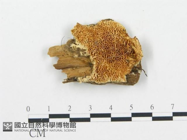 登錄號:F0006080藏品圖，第1張