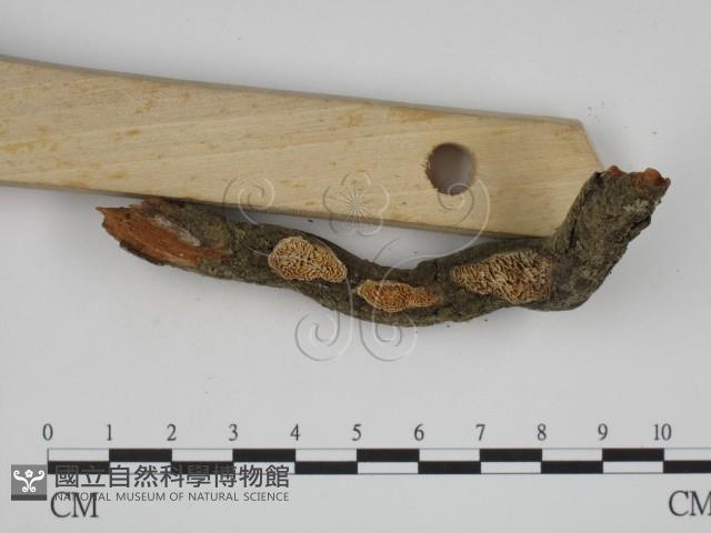 登錄號:F0001080藏品圖，第3張