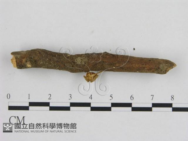 小菇屬藏品圖，第3張