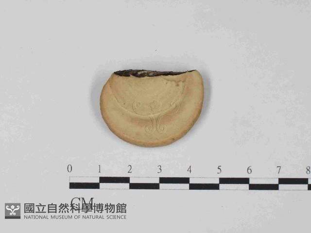 東方栓菌藏品圖，第3張