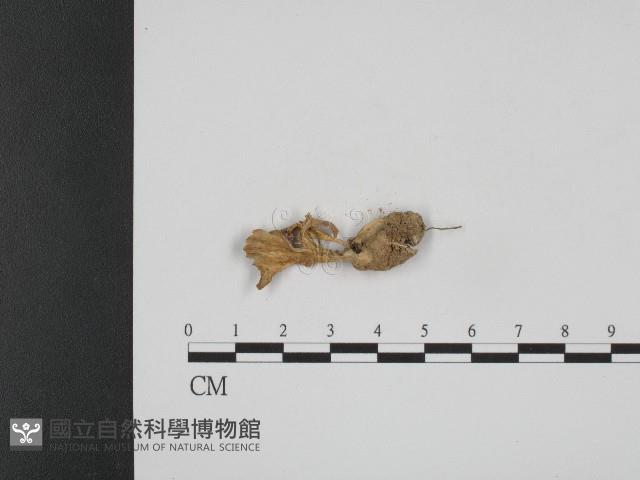 登錄號:F0004080藏品圖，第3張