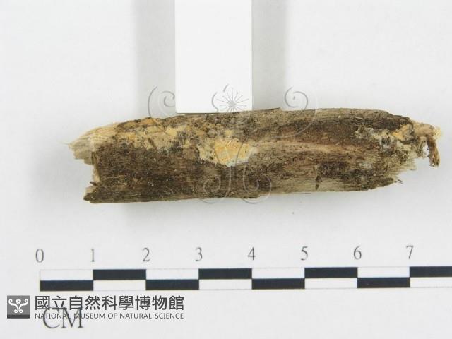 登錄號:F0012080藏品圖，第3張