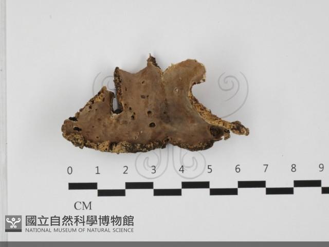 硬孔菌屬藏品圖，第3張