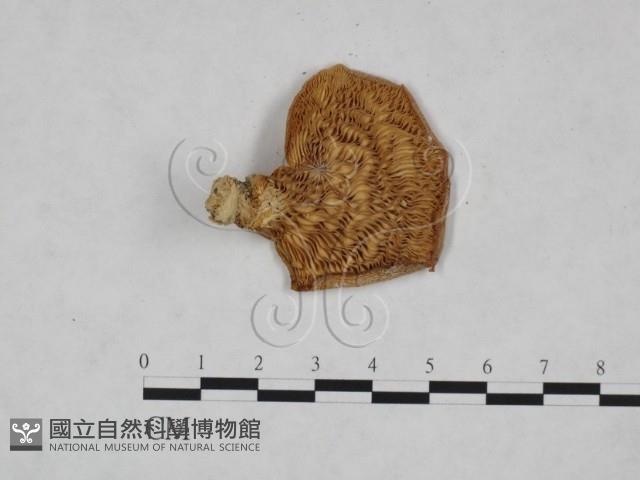 側耳屬藏品圖，第3張