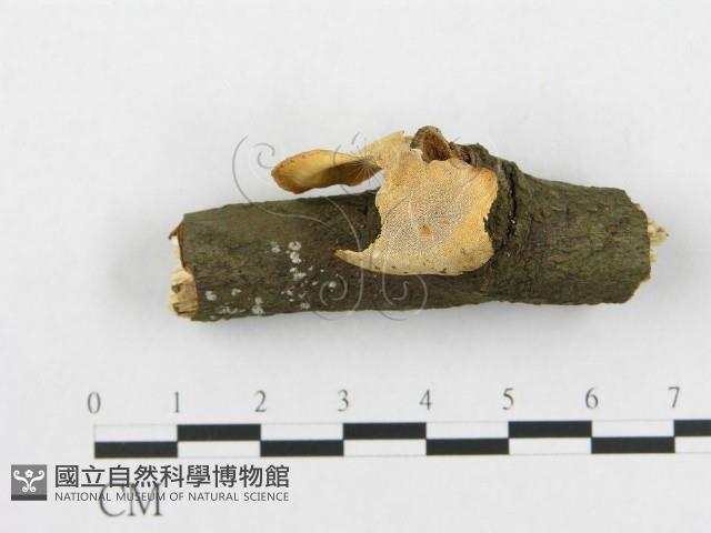 登錄號:F0015080藏品圖，第3張