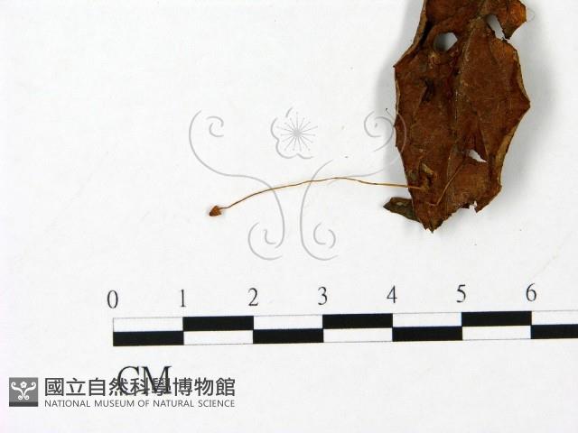 小菇屬藏品圖，第3張