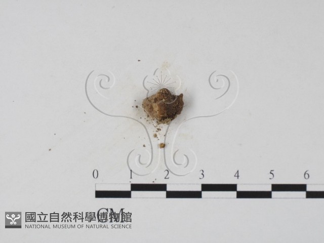 登錄號:F0003080藏品圖，第3張