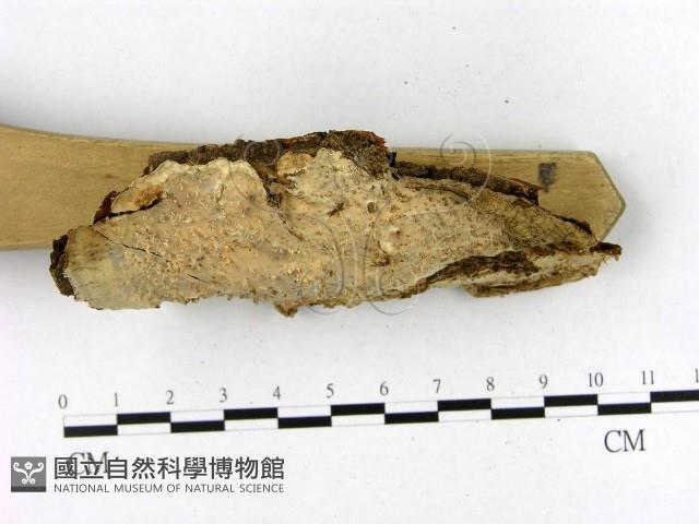 登錄號:F0020380藏品圖，第3張