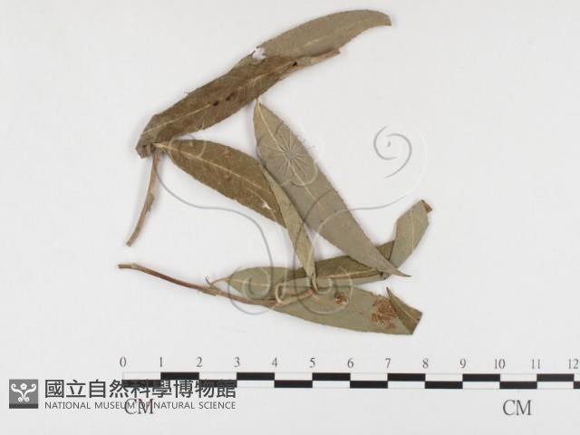 登錄號:F0026380藏品圖，第1張