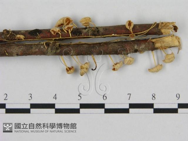 小皮傘屬藏品圖，第3張