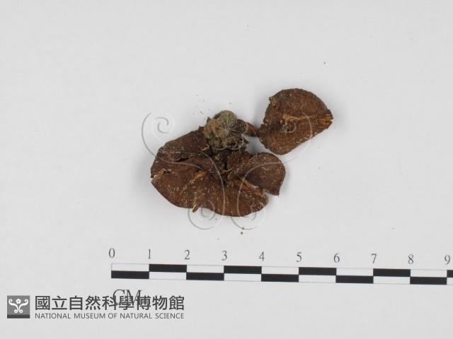 登錄號:F0024380藏品圖，第3張