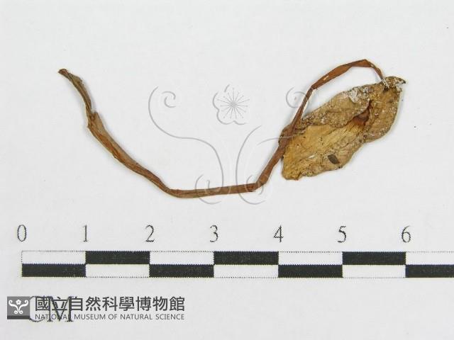 登錄號:F0004380藏品圖，第3張