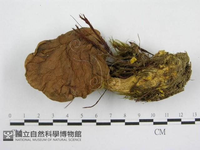 登錄號:F0014380藏品圖，第3張