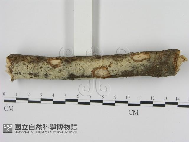 剛毛絲皮菌藏品圖，第3張