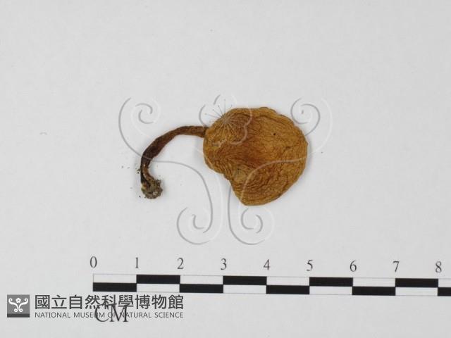 登錄號:F0012380藏品圖，第3張
