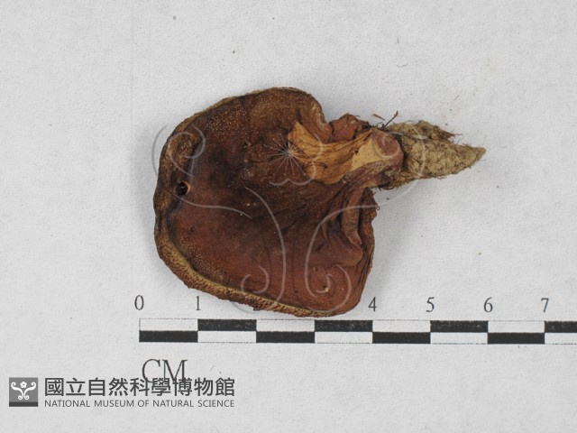 登錄號:F0027380藏品圖，第3張