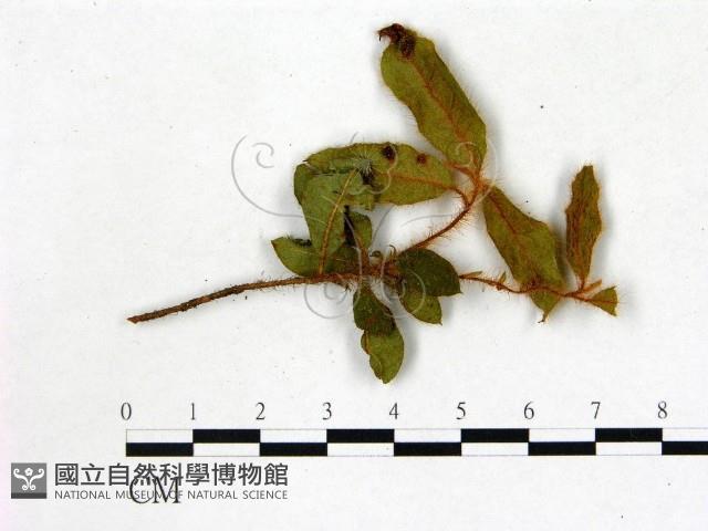 登錄號:F0007380藏品圖，第3張
