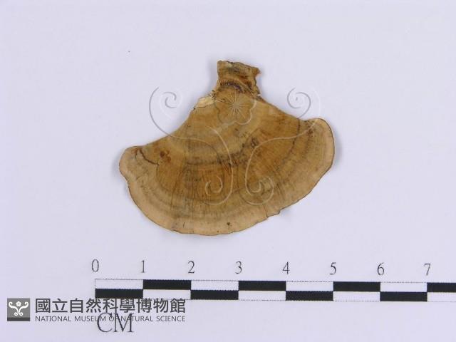 登錄號:F0015380藏品圖，第3張