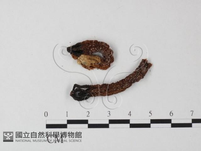 登錄號:F0023380藏品圖，第3張