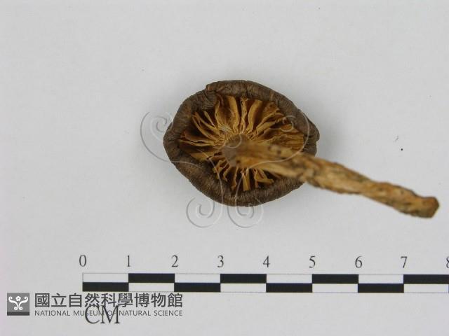 登錄號:F0003380藏品圖，第3張